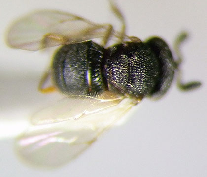 タマゴクロバチ科の1種