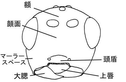 頭部（前面）　Neurocrassus hakonensis (Ashmead,1906)　（オナガコマユバチ亜科）