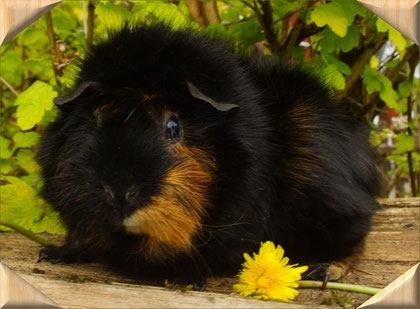 Rosette in schwarz rot
