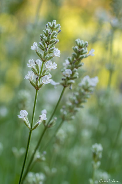 Weisser Lavendel (Lavandula angustifolia 'Blue Moiuntan White')
