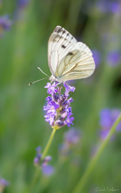 Kohlweissling auf Lavendelblüte