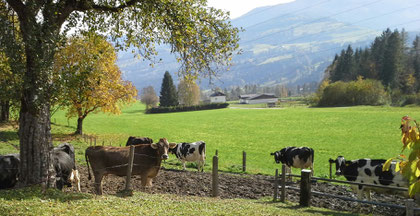 Dieses Bild zeigt die Mitarbeiterinnen der Holstein Züchter, so nennen sie ihre Kühe