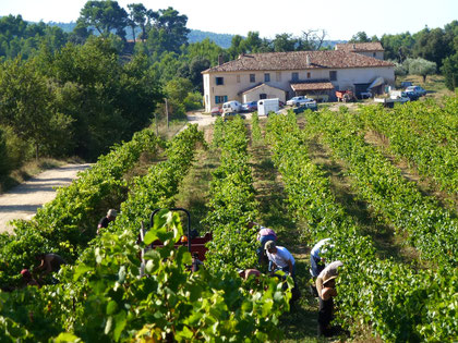 Les vendanges à la main