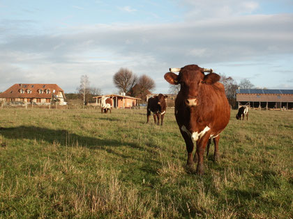 Les vaches dans les prés autour de la ferme