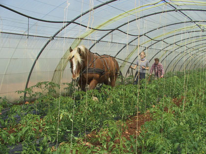 Dans la serre avec le cheval