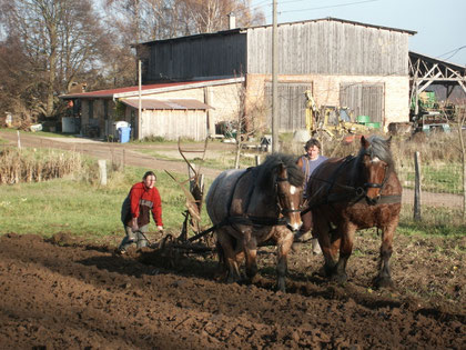 Le labour avec les chevaux
