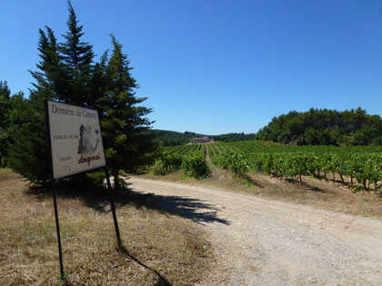 Au mois d'août les vignes de la Cabrery souffrent de la chaleur...