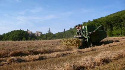 Les moissons sous le hameau de St Hippolyte