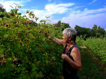 Trois fois par semaine, la récolte des framboises