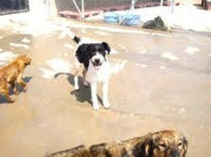 HOMMER, ADOPTADO