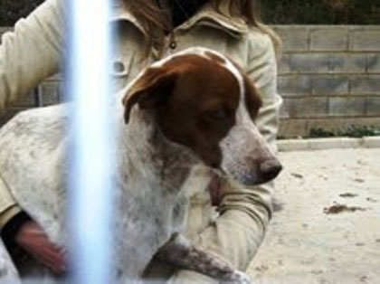 COCKE ADOPTADO