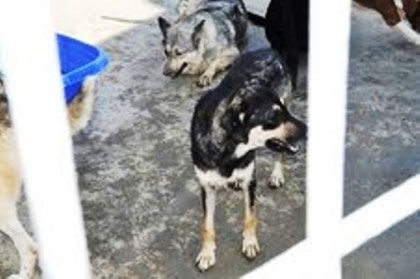 MORA ADOPTADA