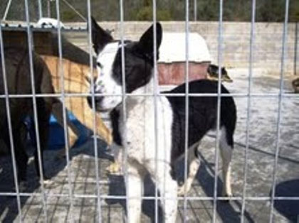 INDIO, ADOPTADO