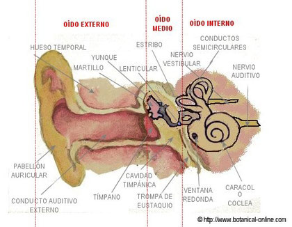 El oído Humano