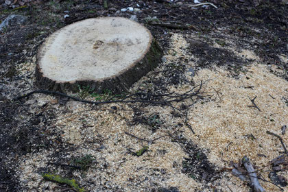 Tree stump cut low to the ground surrounded by fresh wood chips.