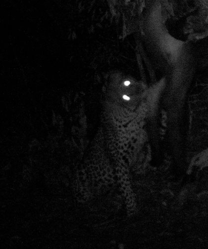 Ingwe umfazi. Leoaprdo femmina a Ingwe.