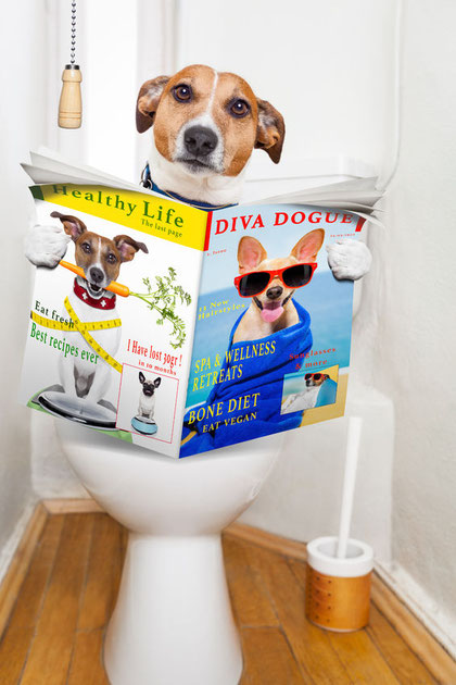 Dog on the toilet