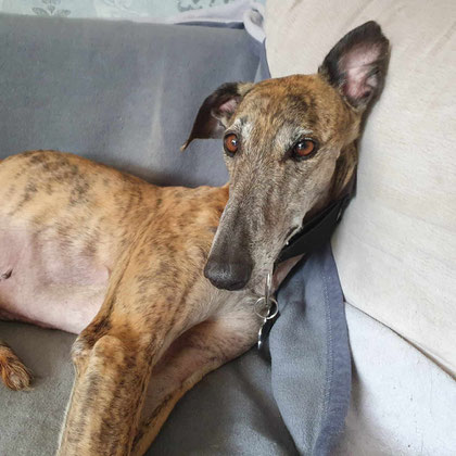 Videl fand Ihre Familie und eine Galgo Freundin in Köln.