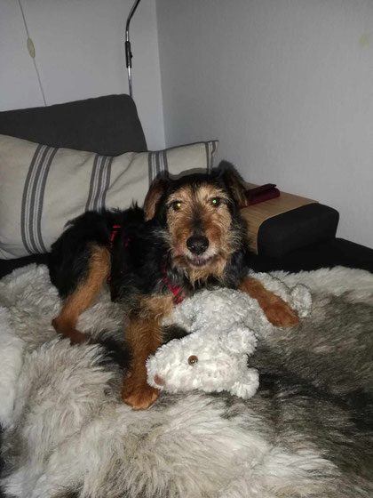 Barry kam, sah und überzeugte. Er darf nun für immer in Recklinghausen mit seinem Kuscheltier spielen.