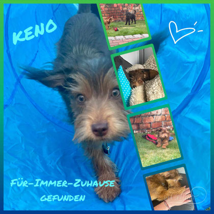 Keno (Graby) hält nun seine Familie in Rheine auf Trab. 