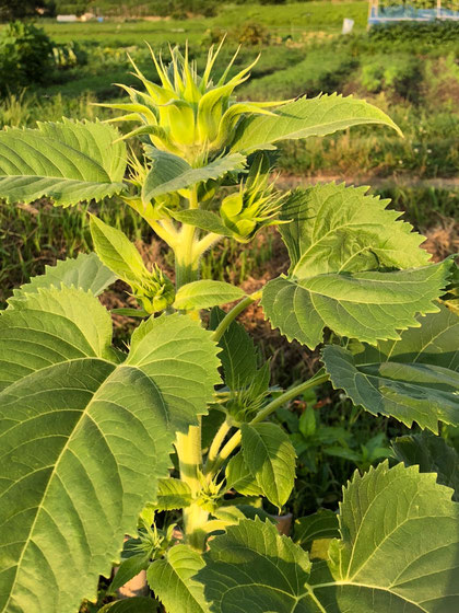 　　　　　　ひまわり　花芽がいっぱいつきました。