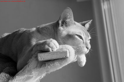 It´s quiet and empty without the kittens!
