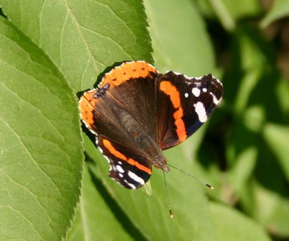 Foto: S. Braunholz