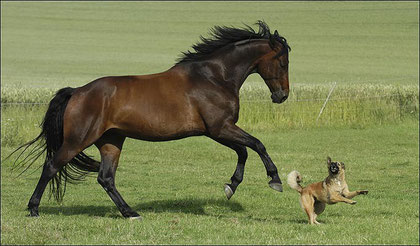 Du cheval au chien