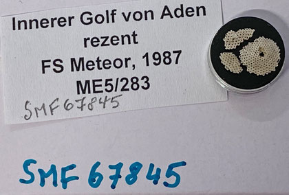 Senckenberg, Bryozoa, Bryozoen, Moostierchen, Sammlung Voigt