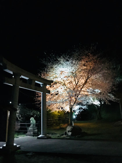 隠岐の島　京見屋分店　ブログ　八幡さんの夜桜