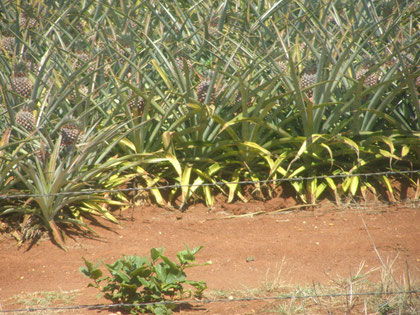Plantation d'ananas