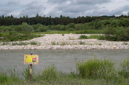 Wiederansiedlungsstandort 2016 mit Hinweistafel, Foto: Fabian Unger, 2016