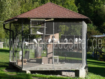 Golubinjak za Rolere i Srbskevisokoletace