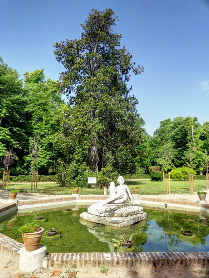 MAGNOLIO DE LOS JARDINES DE LA ISLA. ARANJUEZ. MADRID.