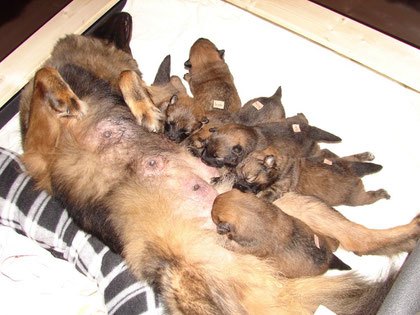 Pfoten hoch, Mama ! Dies ist ein Überfall...gib´ uns all´ deine Milch.