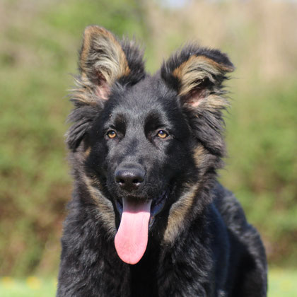 NALA  VOM SCHARZEN RITTER dite HAZEL 