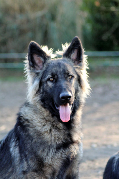 PIN UP DES LOUPS DE NIDECK