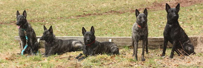 v.l.n.r.Hektor,Enya,Darcy,Amanda und Flash