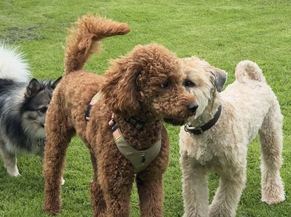 Hundeverhalten Rundum Glückshund Bergisch Gladbach