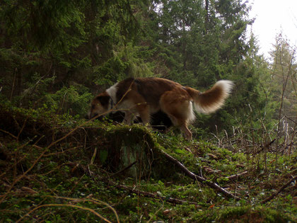 ein Fuchs ? Nein- Willi