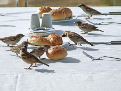 Mittel gegen Vögel