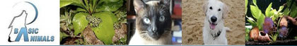 Basic Animals - Tienda online - Barcelona