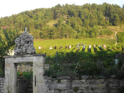 Vendanges 2011 dans la parcelle de 1er cru "Derrière Chez Edouard"