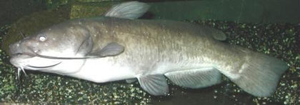 Brown Bullhead (Ameiurus nebulosus)