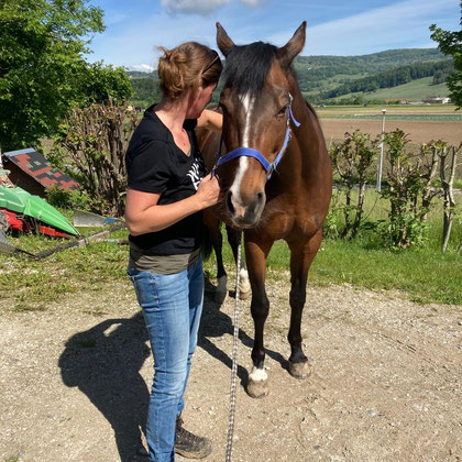 Pferd Osteopathische Behandlung 