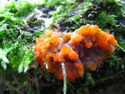 Orangeroter Kammpilz (Phlebia radiata)