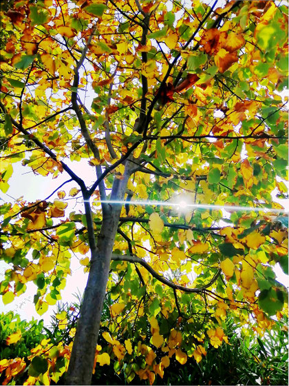 Tilleul en Septembre. Crédit photo A.Molina