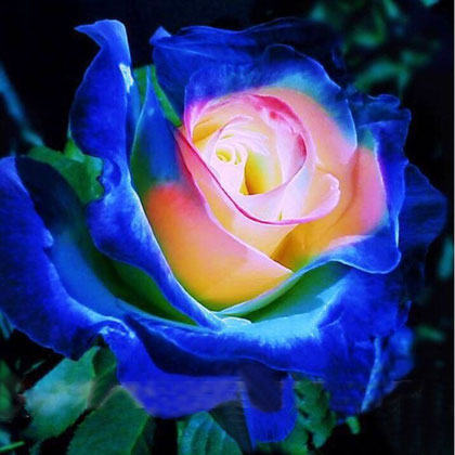Rare-Blue-Pink-Yellow-Rose-Bush-Flower-Seeds-Professional-Pack-50-Seeds-Pack-Light-Fragrant-Garden