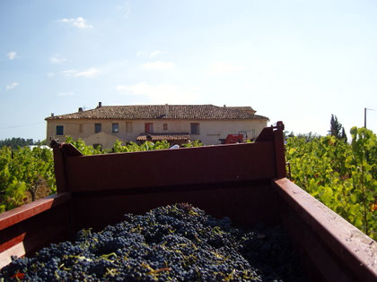 Weinernte in der Cabrery