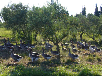 Gänseherde im Olivenhain